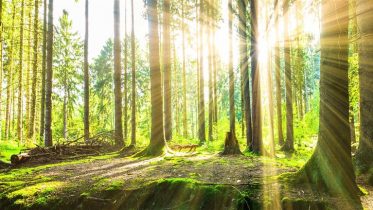 Header_Wald_cb1960 Header_Wald_cb1960